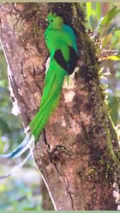 The resplendent quetzal is a small bird found in southern Mexico