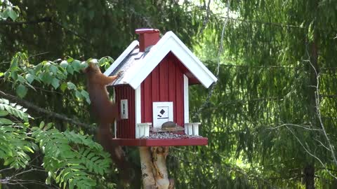 Squirrel Wild Animals Foraging Cheeky Sweet