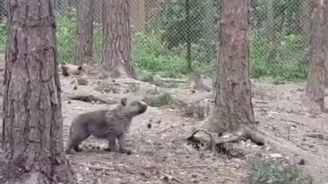 After a hurricane (credit kirillpotapov) Follow for more video