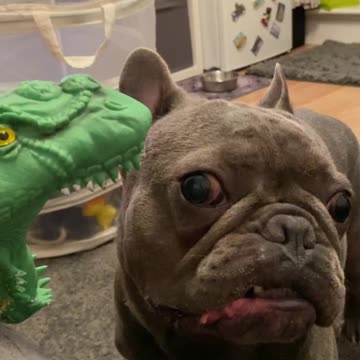 "Funny Cute Animals😆"