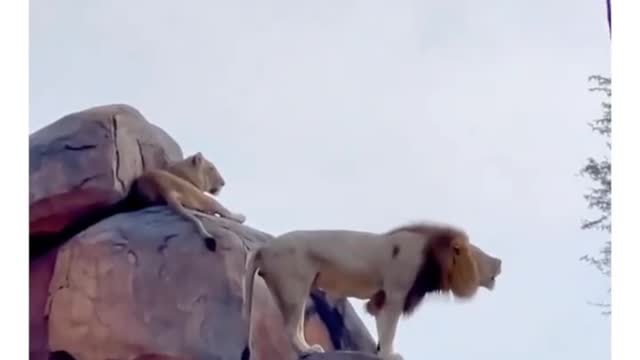 I think I saw the real Lion King moment😯