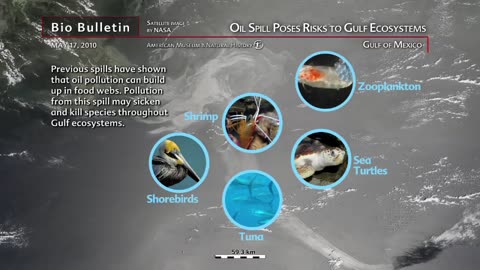 Science Bulletins Oil Spill Poses Risks to Gulf Ecosystems