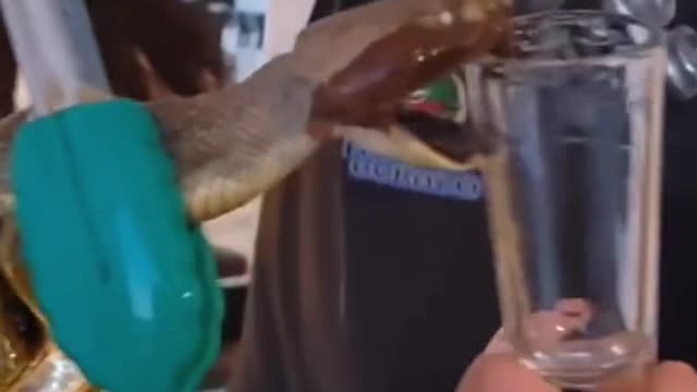 Snake venom drink