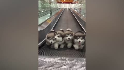 Animals funny moments