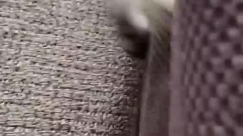 funny animal video