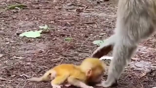 Mom teaching baby to walk🐵🙈