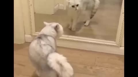 Funny animals - Funny cats / dogs
