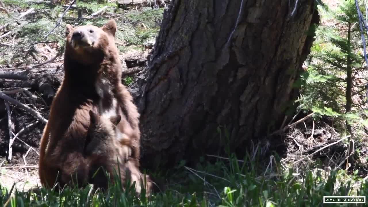 Mother Black Bear & Her Adorable Bear Cub in Sequoia National Park - California