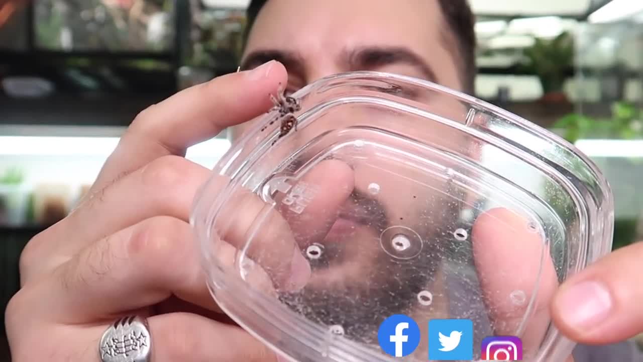 Feeding my ADORABLE jumping spiders! Phidippus regius Update-6