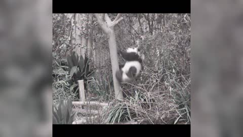 It's cute when a panda falls over