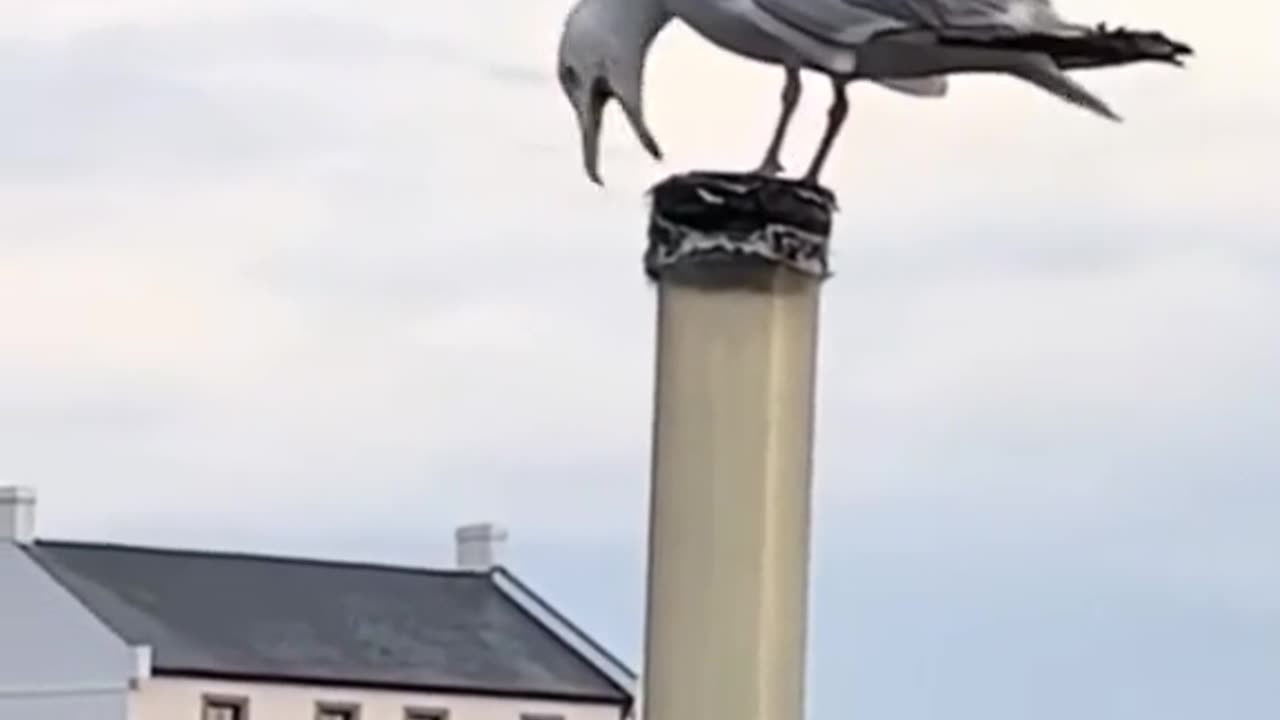 Fanny video
