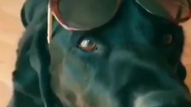 The Best Cute Dog