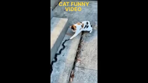 CAT FIGHT WITH SNAKE 🔥🐈 | CAT FUNNY VIDEO