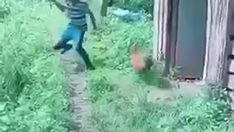 Rooster attacks