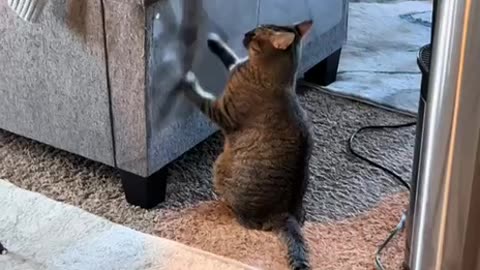 What the hell did you do human 😂😂