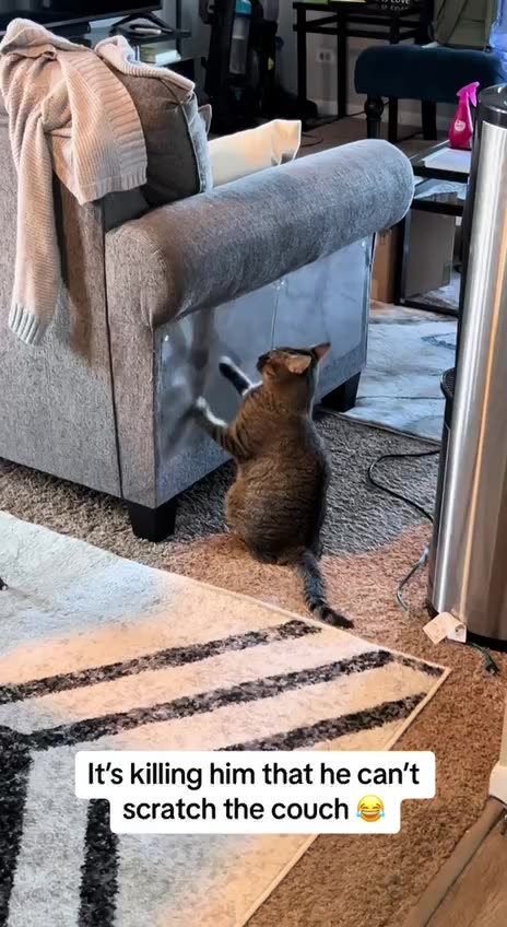 What the hell did you do human 😂😂