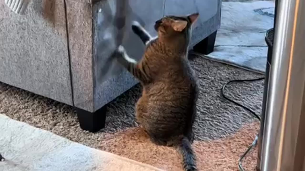 What the hell did you do human 😂😂