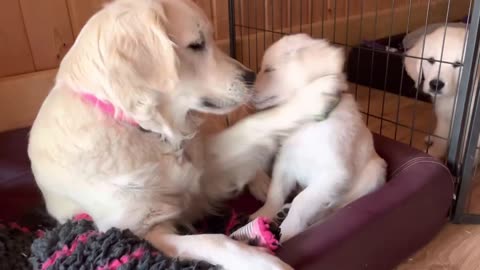 Golden Retriever mother and child🐶😍 funny