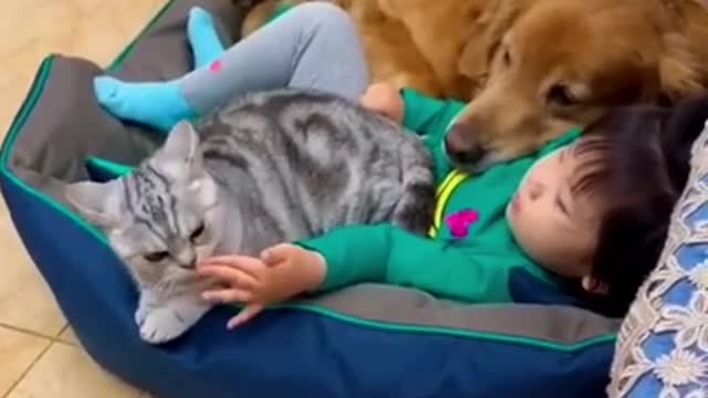 Cute and funny child, cat and dog