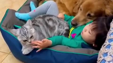 Cute and funny child, cat and dog