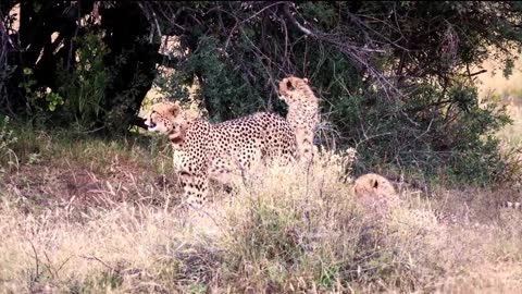 Wild Leopard In 4k Video 🐆🐆