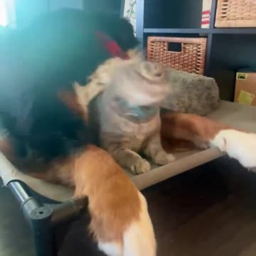 Chippy is all mine 😂😂😂👍