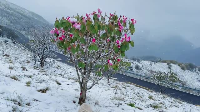 When shall we meet again? Show you snow, spring snow, cold azaleas and snow