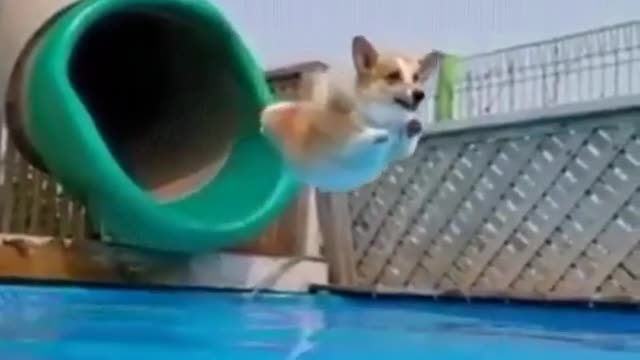 The flying corgis