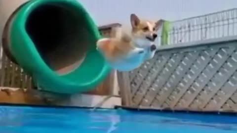 The flying corgis