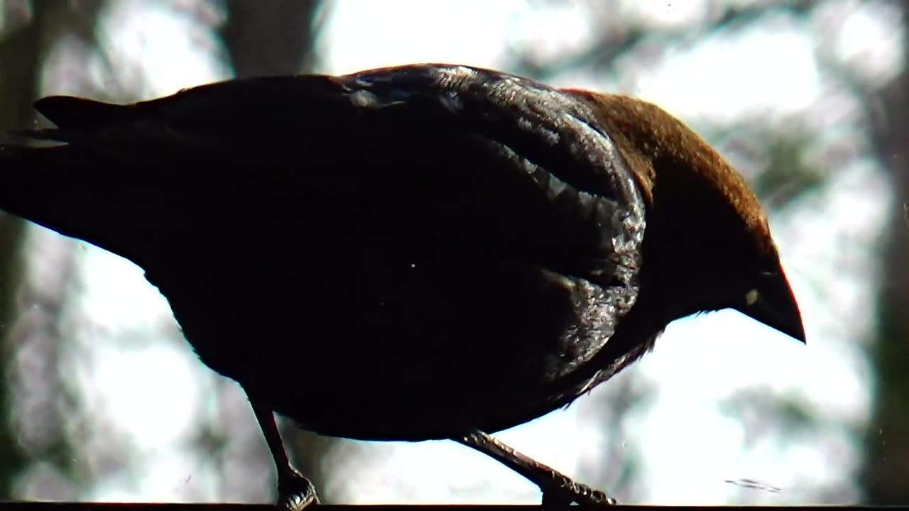 Cowbird