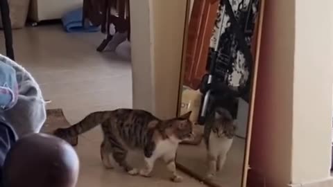 Funny cat see mirror and fearing