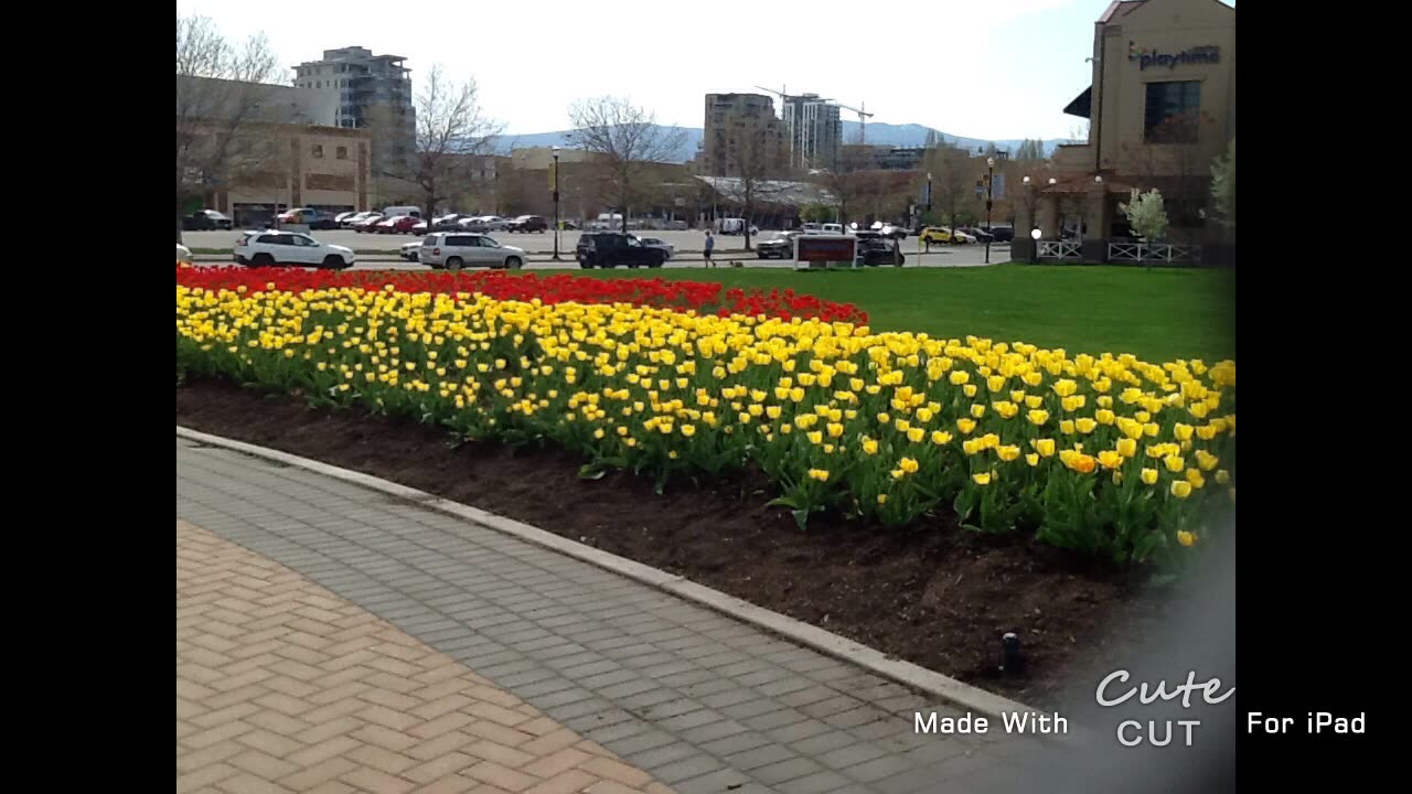 Beautiful Pictures Of The Tulips In Kelowna BC!