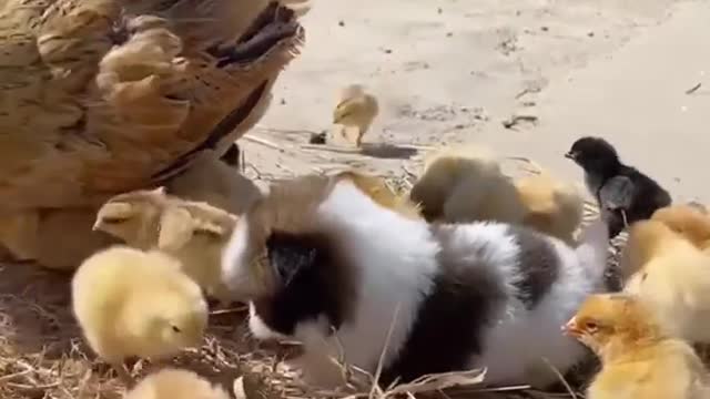 Omg so absolutely cute