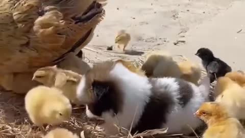 Omg so absolutely cute