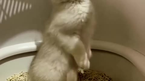 The Funny cat