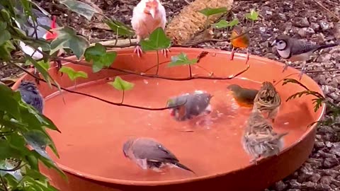 Large mix species aviary birds flock at bird bath