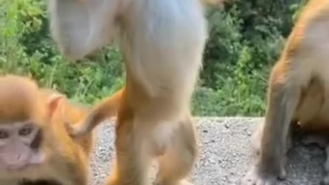 Baby Monkey Funny Enjoy Video Baby Monkey Funny Comedy Video