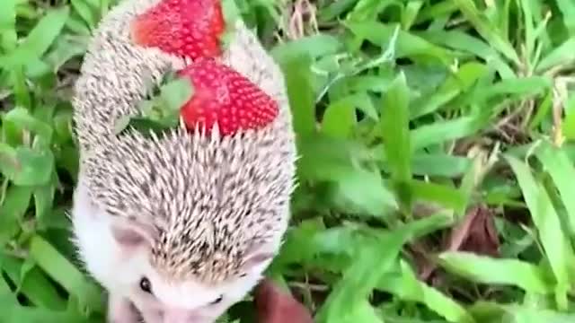 The hedgehogs ruffled their feathers to defend themselves. So cute ! 😍😘🦔🦔🦔