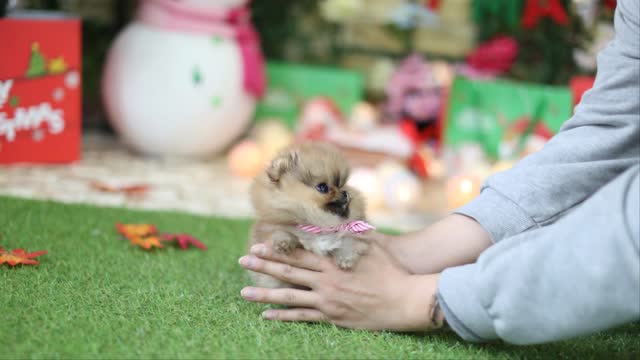 Best Of Cute Pomeranian Puppies