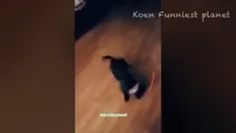 What animals can do