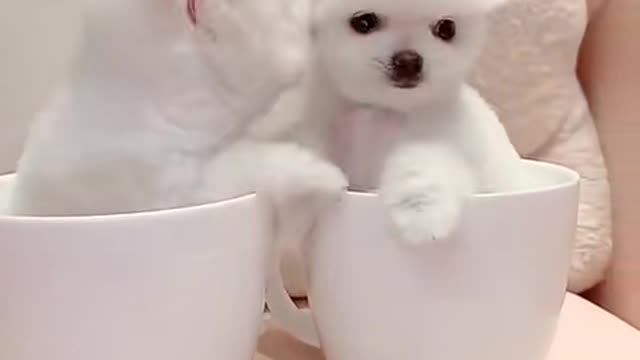 Cute puppies