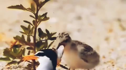 Beautiful animals