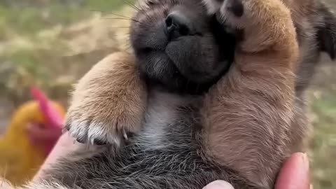 Cute puppy . A beautiful moment #779 - #shorts