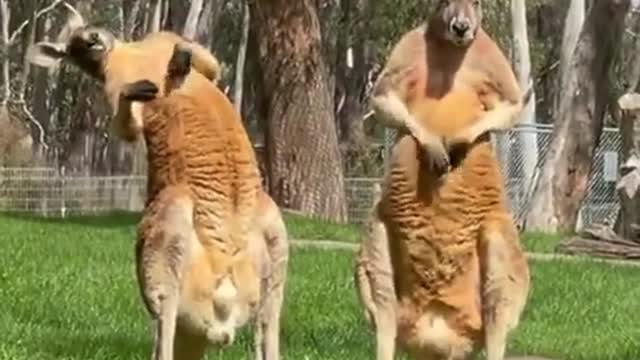 Funny animaux