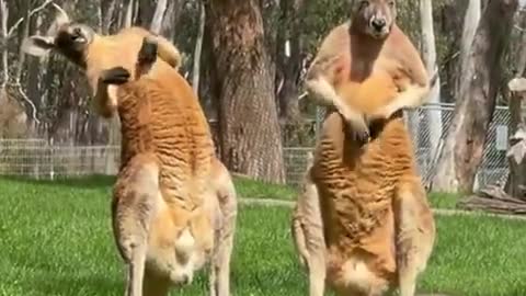 Funny animaux