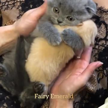 Puppy Love: Kitty and Puppy