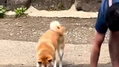 Funniest cat's and dog's video