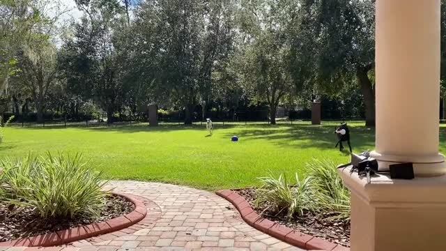 Joyful Great Dane lovingly bounces for sweet greetings