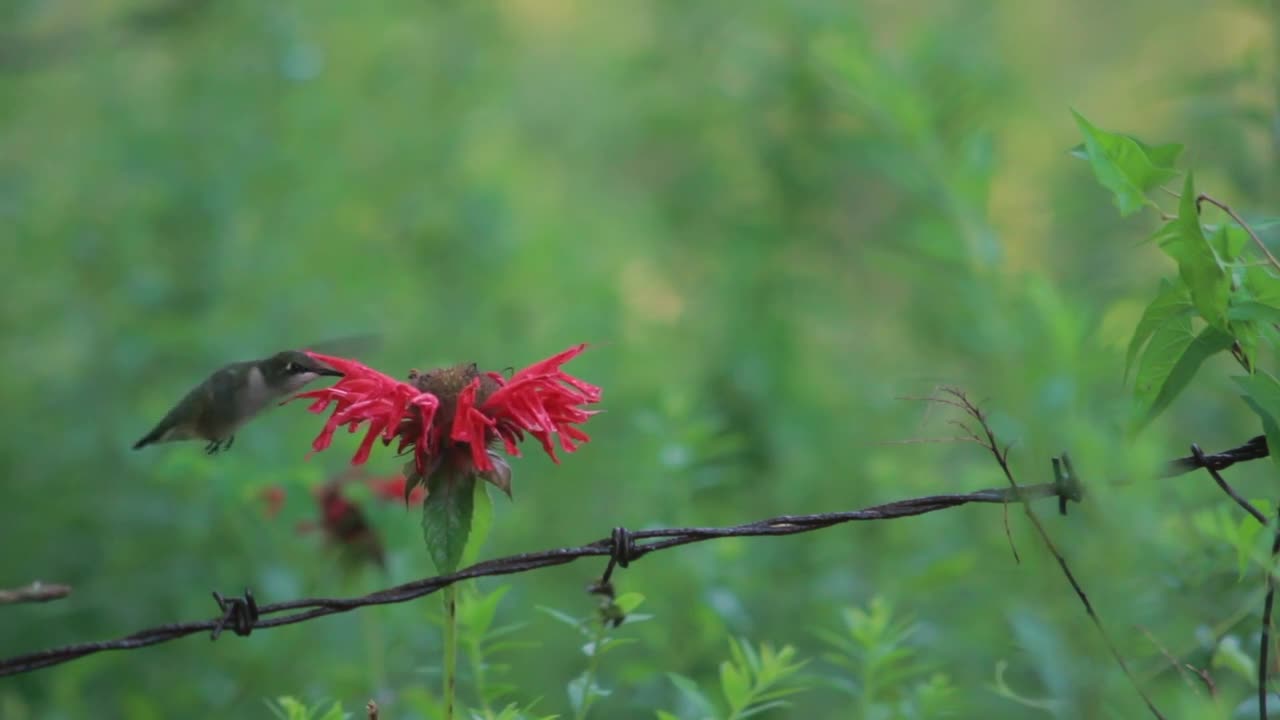 Hummingbird In Slow Motion Hummingbird 🌴🌴