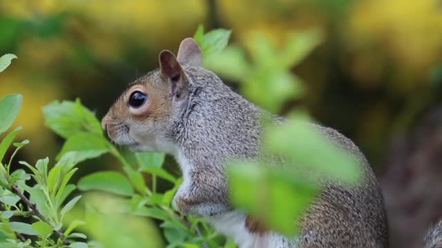 Cute 🐿️🐿️🐿️🐿️🐿️🐿️🐿️